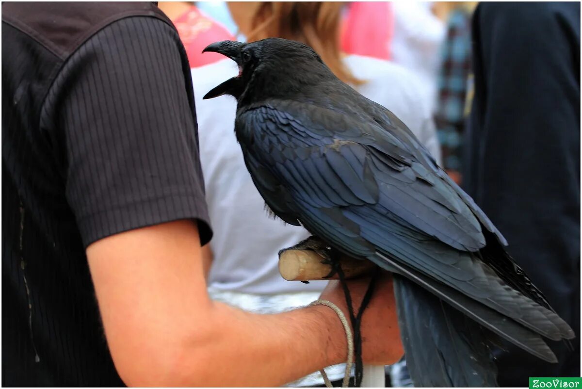 говорящий ворон говорит а. говорящий ворон говорит а. говорящая ворона. ворона в зоопарке. говорящий ворон.