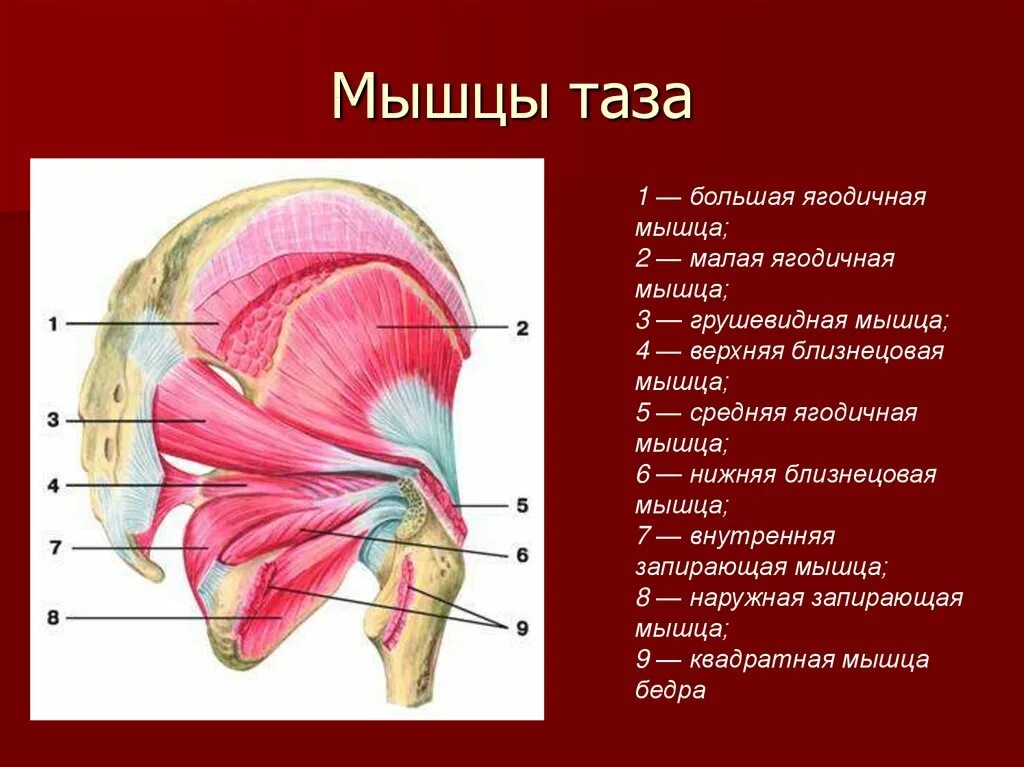 Внутренние мышцы таза анатомия. Мышцы тазового пояса анатомия. Внутренние мышцы тазового пояса.