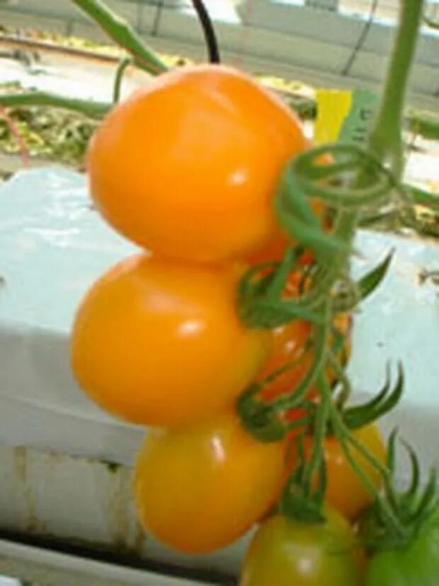 Томат сливовидный органза. Томат органза f1 рекорд. Томат органза f1. Томат сливка желтая. Сорт томата органза.