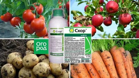 Индиго препарат от болезней