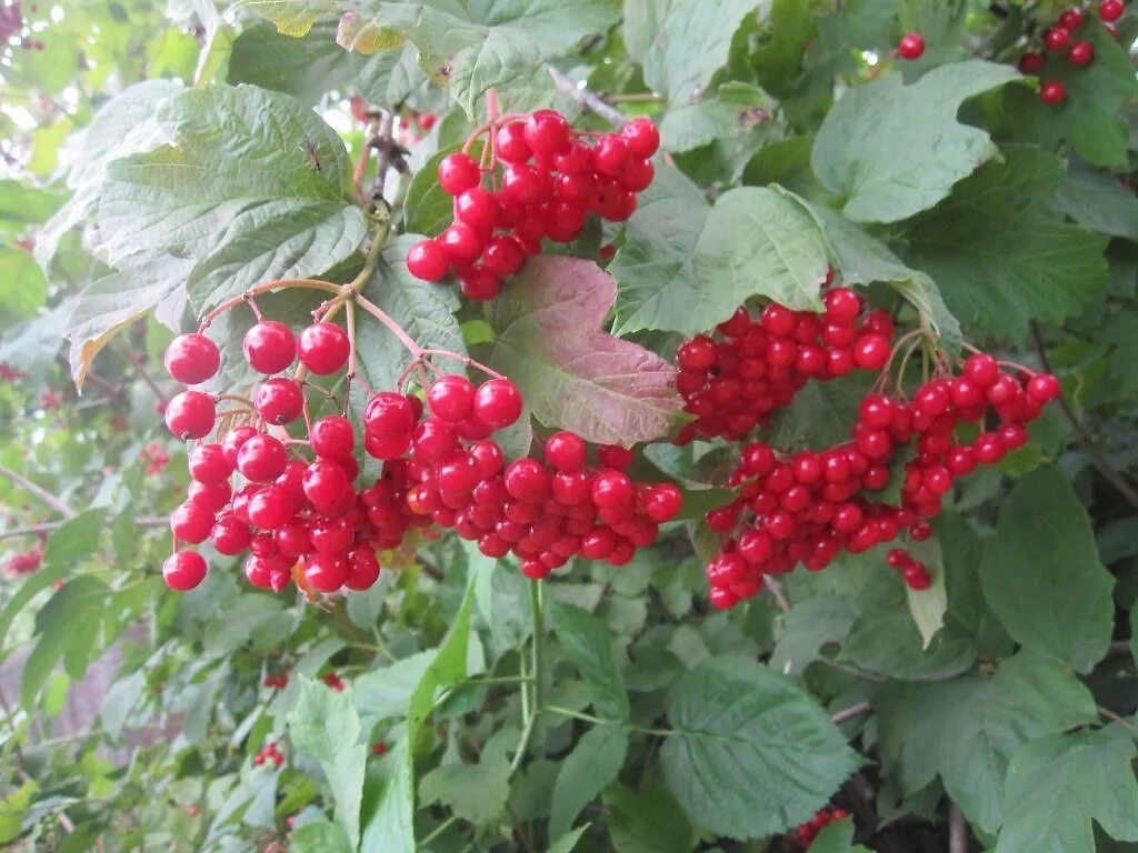 калина обыкновенная красная гроздь. калина красная. калина шукшинская. цветы калины красной. калина обыкновенная шукшинская.