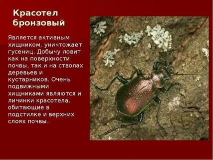 Красная книга оренбургской