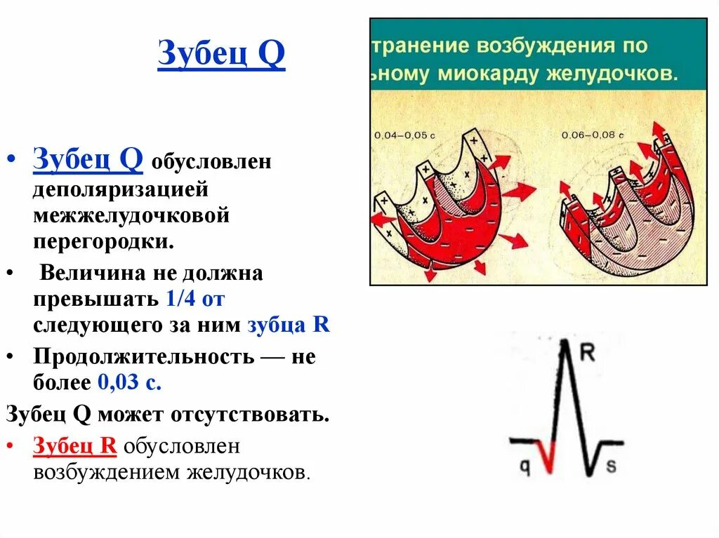 Изменение зубца q. Патологический зубец q на ЭКГ. Характеристика зубца q. Зубец q на ЭКГ отражает. Форма нормального зубца «q».