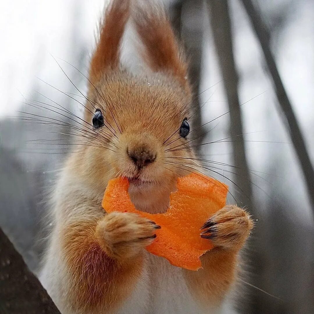 Белка ест морковку. Радостная белка. Белка радуется. Смешная белка. Вк белочки