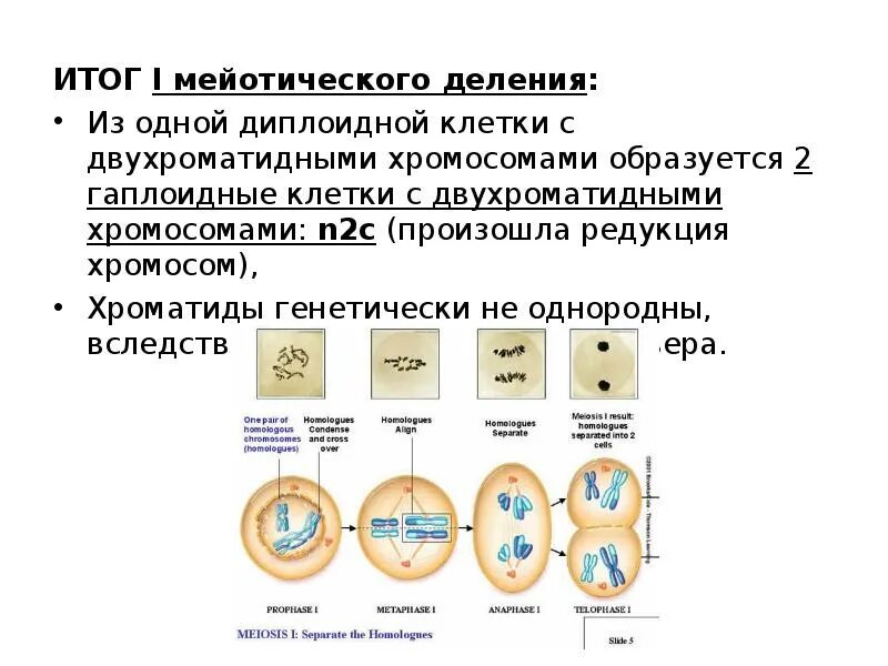 В результате мейоза образуются четыре. Мейотическое деление. Митотического деления диплоидной клетки. Митотическое деление диплоидной клетки схема. Процессы первого мейотического деления диплоидной клетки.