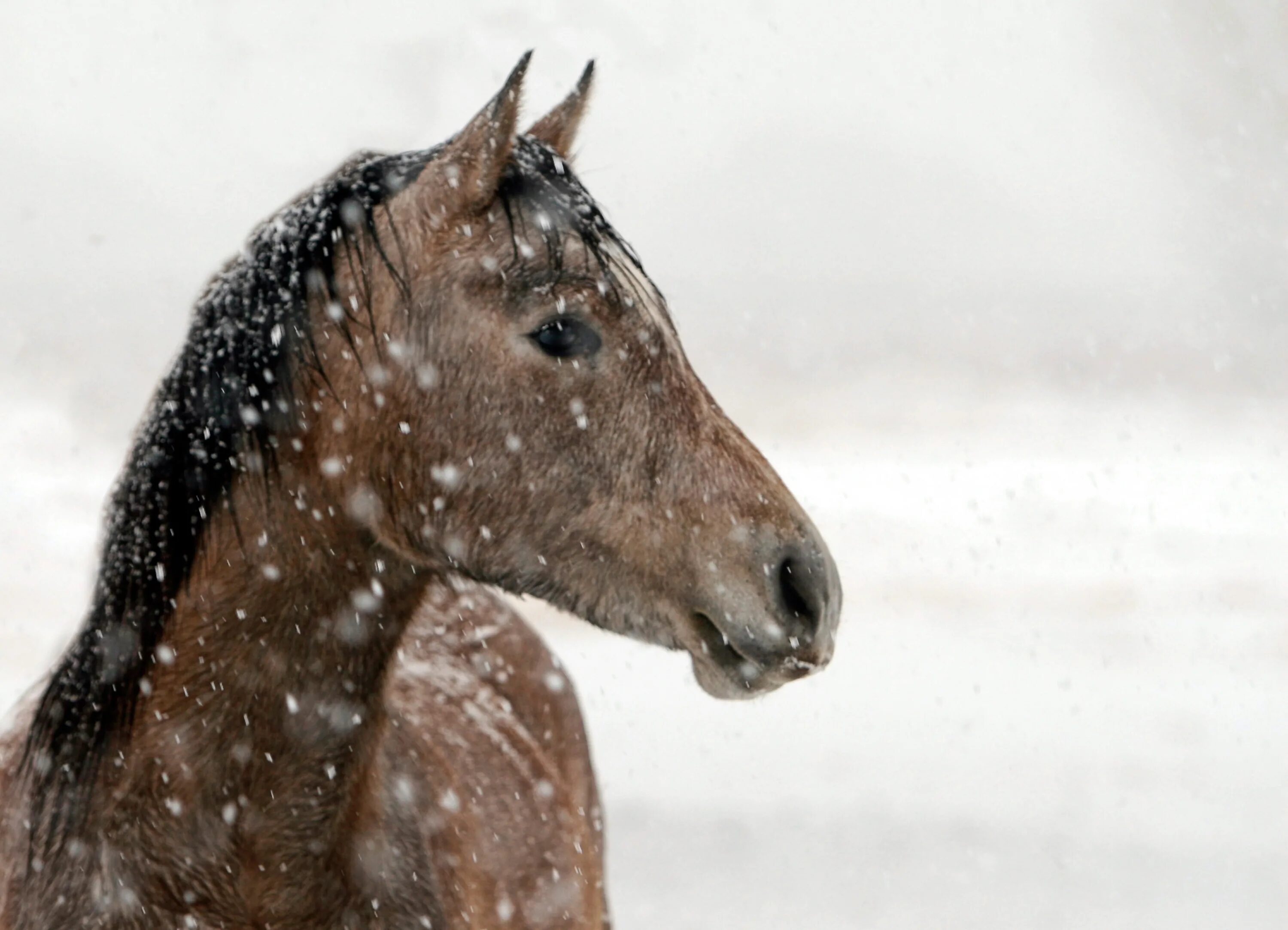 Голодная лошадь. Лошадь. Зимняя лошадь. Картинки лошадей.