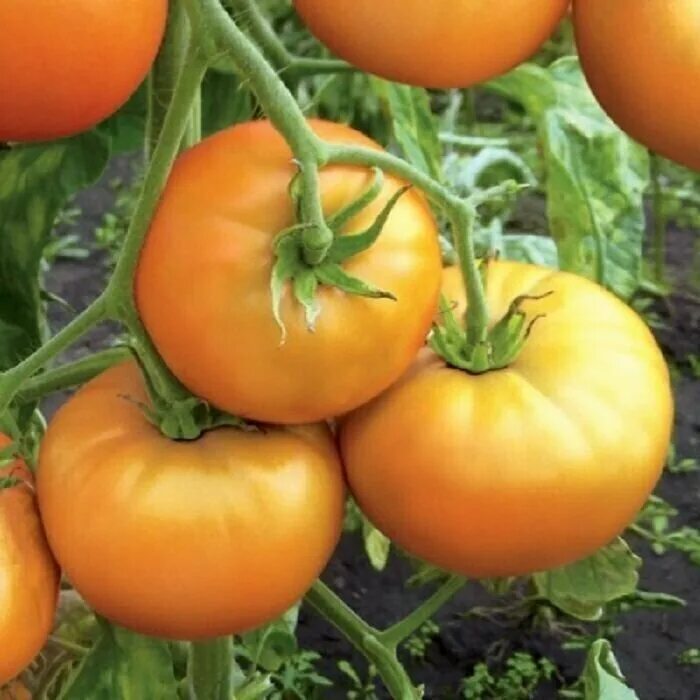 Томат медовый спас сибирский сад. Томат медовый король. Томат медовый описание отзывы. Семена томат медовый салют. Томат медовый описание отзывы.