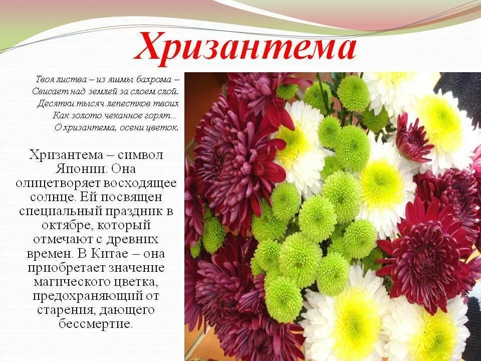 Символика цветов хризантемы. Хризантемы что символизирует. Хризантемы что символизирует. Хризантема императора японии. Хризантемы что символизирует.