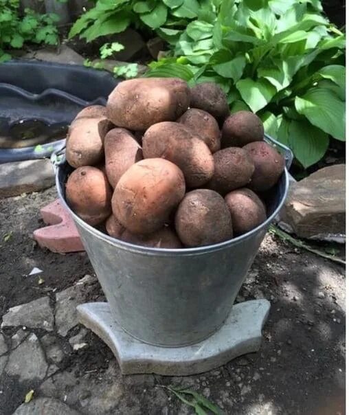 Сколько весит ведро картошки. Картофель в ведре. Картофель ведро 12 литров. Картофель ( ведро 10 л). Урожай картофеля ведра.