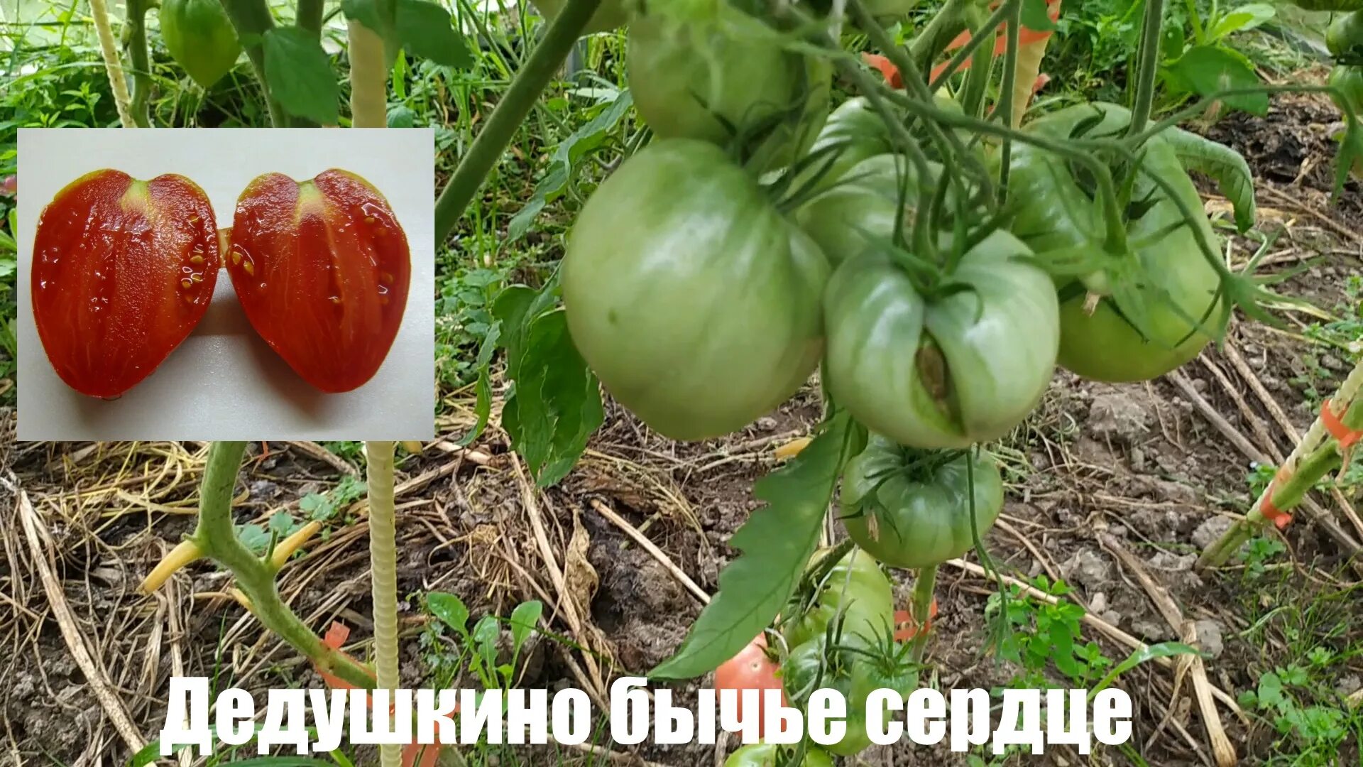 Томат дедушкино петушиное крылышко. Томат дедушкин характеристика и описание сорта. Томат айсберг. Сорт помидор дедушкины муди. Сорт томата дедушкино петушиное перышко.