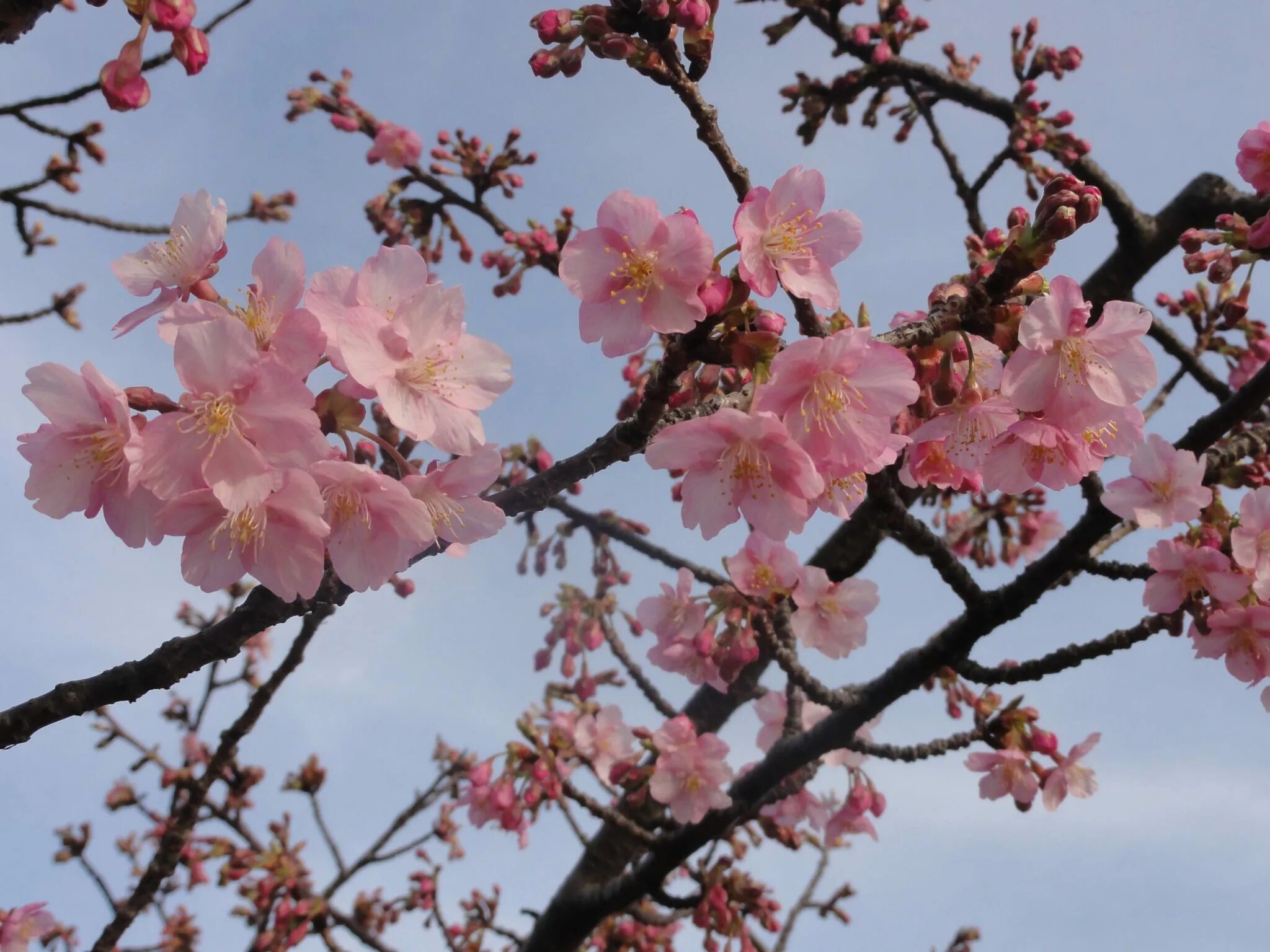Что такое сакура дерево. Китайская Сакура. Сакура цветет дерево. Сакура Ван нес. Японская вишня.