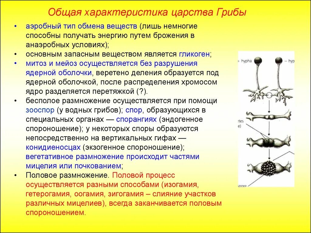 Какой обмен веществ у грибов. Грибы общая характеристика строение и размножением. Особенности обмена веществ у грибов. Обмен веществ у грибов кратко. Вегетативное размножение осуществляется путем деления мицелия