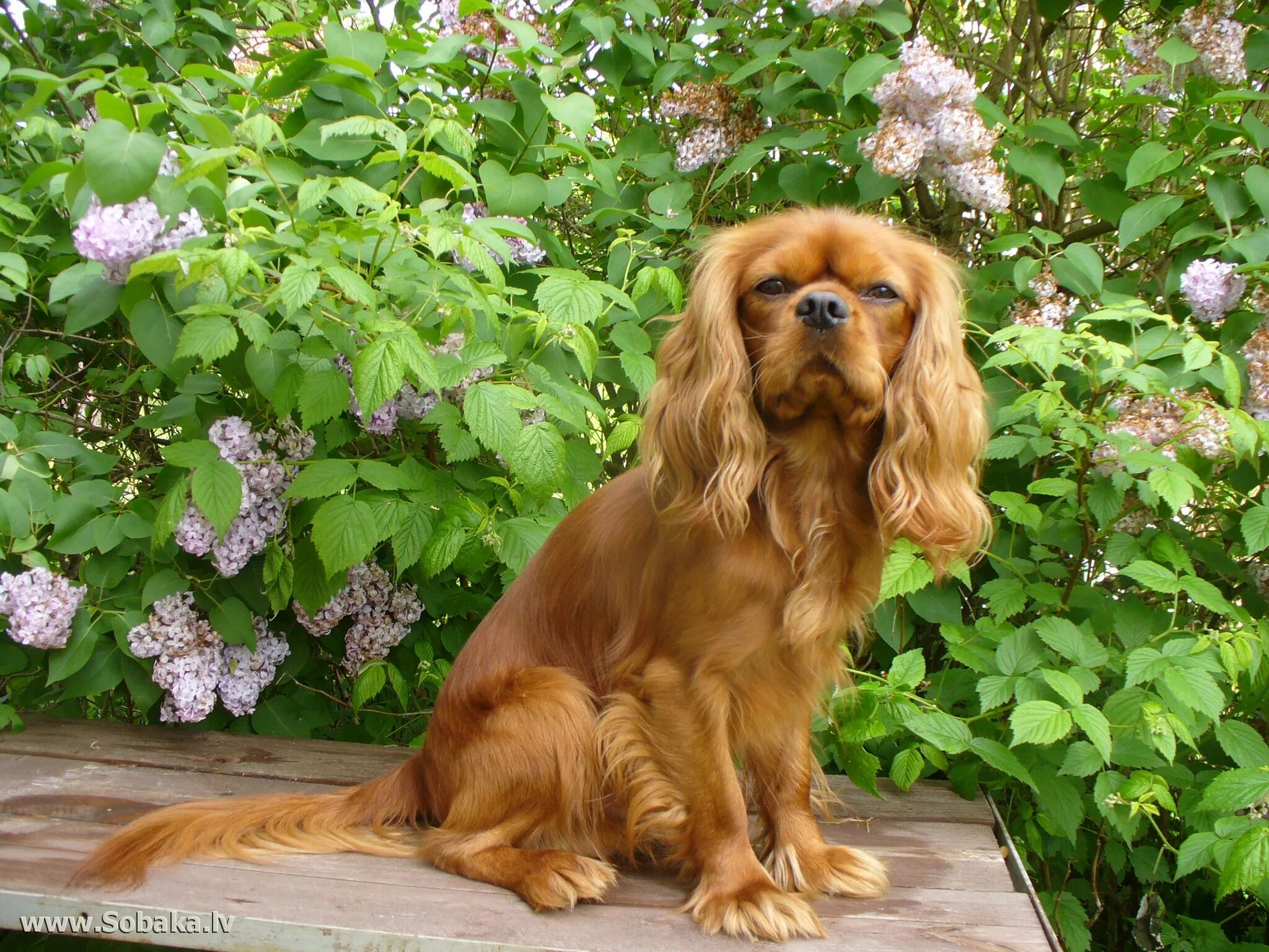 кинг чарльз спаниель бленхейм. щенки кавалеры питомник. кавалер-кинг-чарльз-спаниель питомник. кавалер кинг чарльз спаниель бородина. щенки кавалеры питомник.