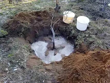 Где лучше сажать сливу