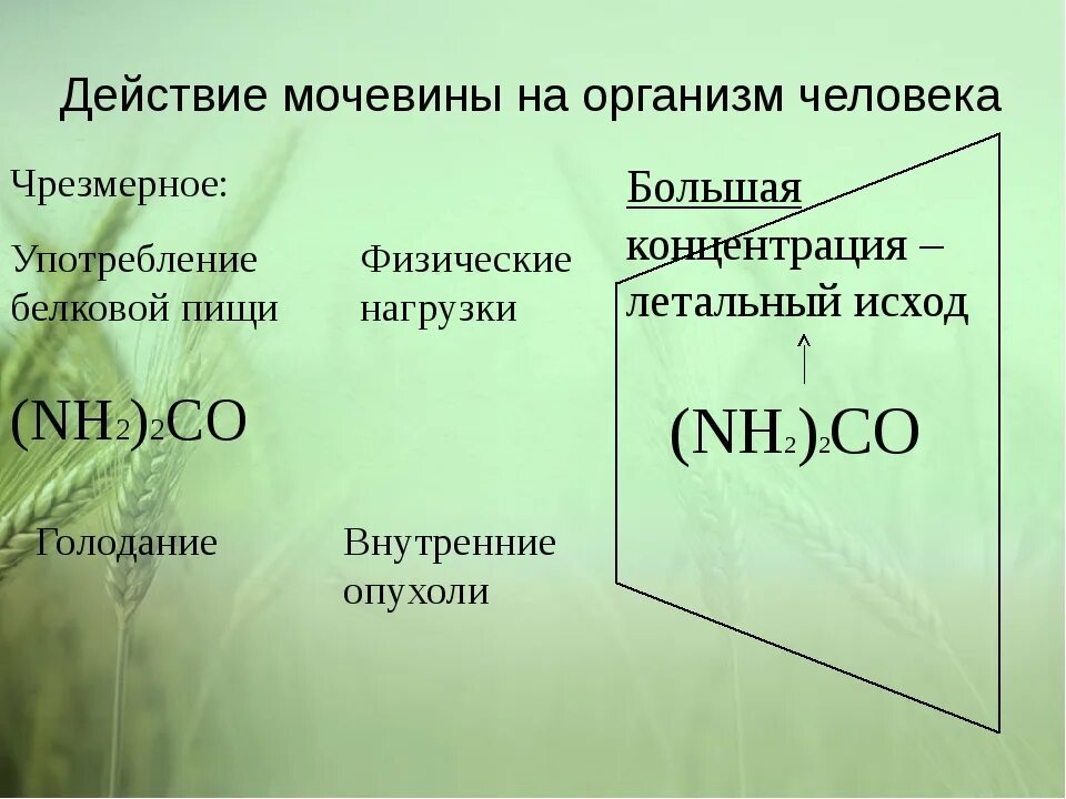 Мочевина в организме. Влияние карбамида на организм человека. Мочевина опасна ли для человека. Мочевина в организме образуется при распаде. Польза мочевины