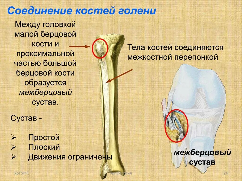 соединение костей классификация суставов. большие и малые суставы. цилиндрическая форма соединения костей. большие и малые суставы. сустав малой берцовой кости.