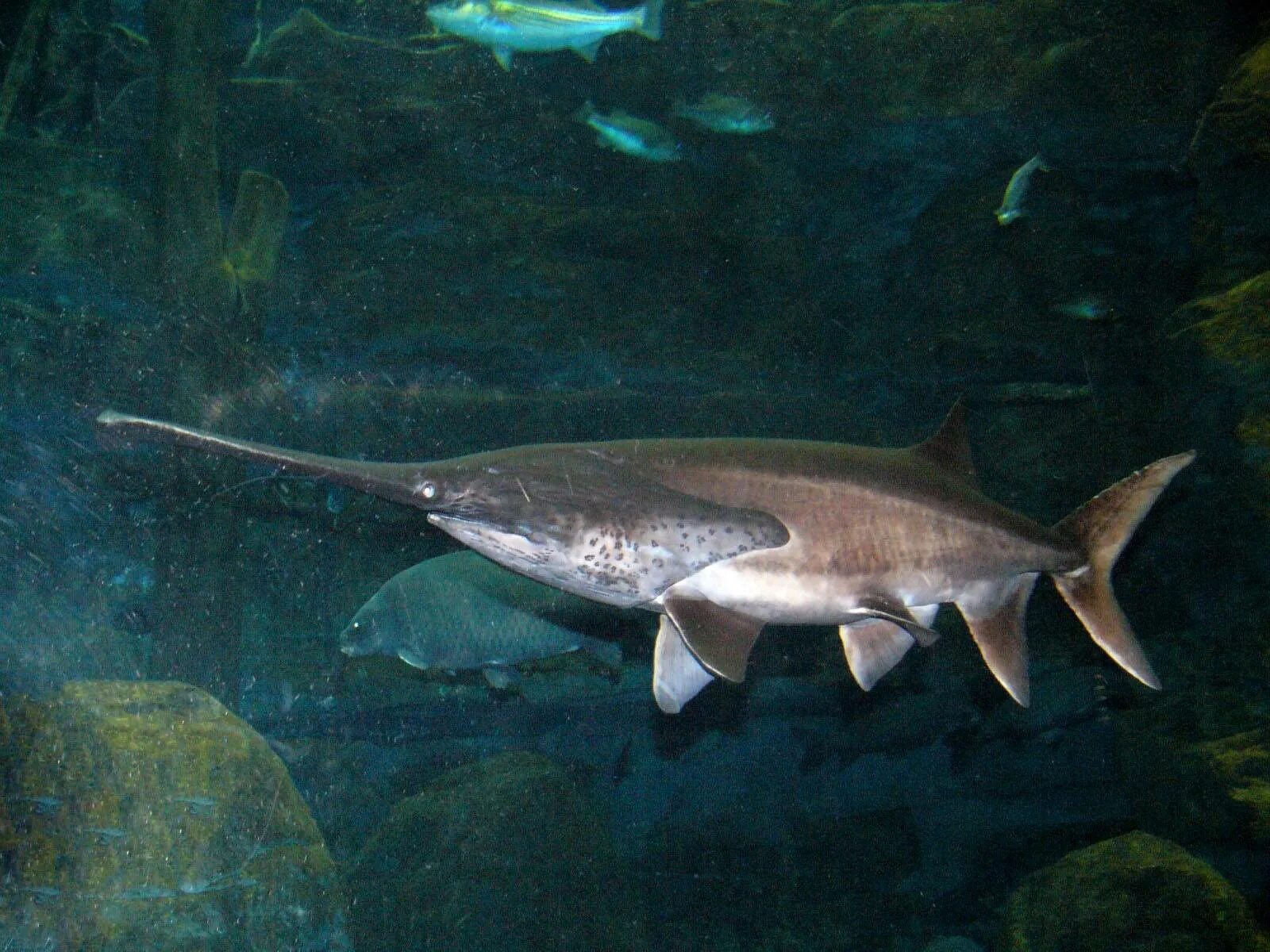 Веслонос рыба. Веслонос рыба. Веслонос рыба осетровые. Веслонос рыба. Веслоносый осетр.