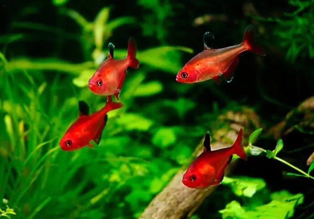 Серпас вуалевый тетра. Минор красный. Тетра кровавая минор рыбка. Рыбка серпас минор. Серпас вуалевый тетра.