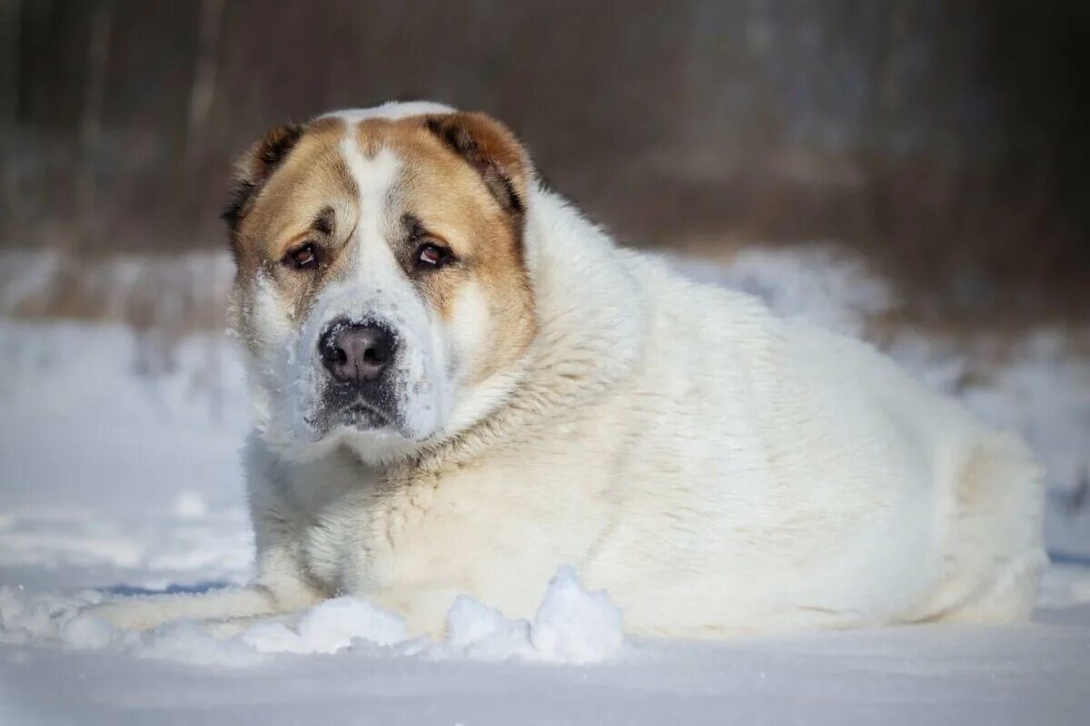 Среднеазиатский алабай. Сао овчарка алабай. Азиатская овчарка алабай. Туркменский алабай. Среднеазиатская овчарка волкодав.