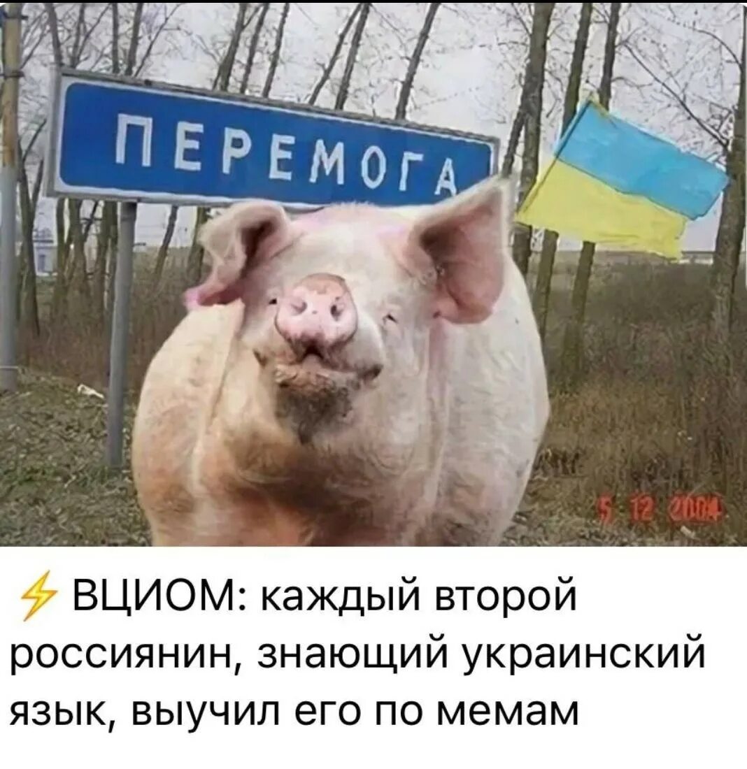 Украинские свинки