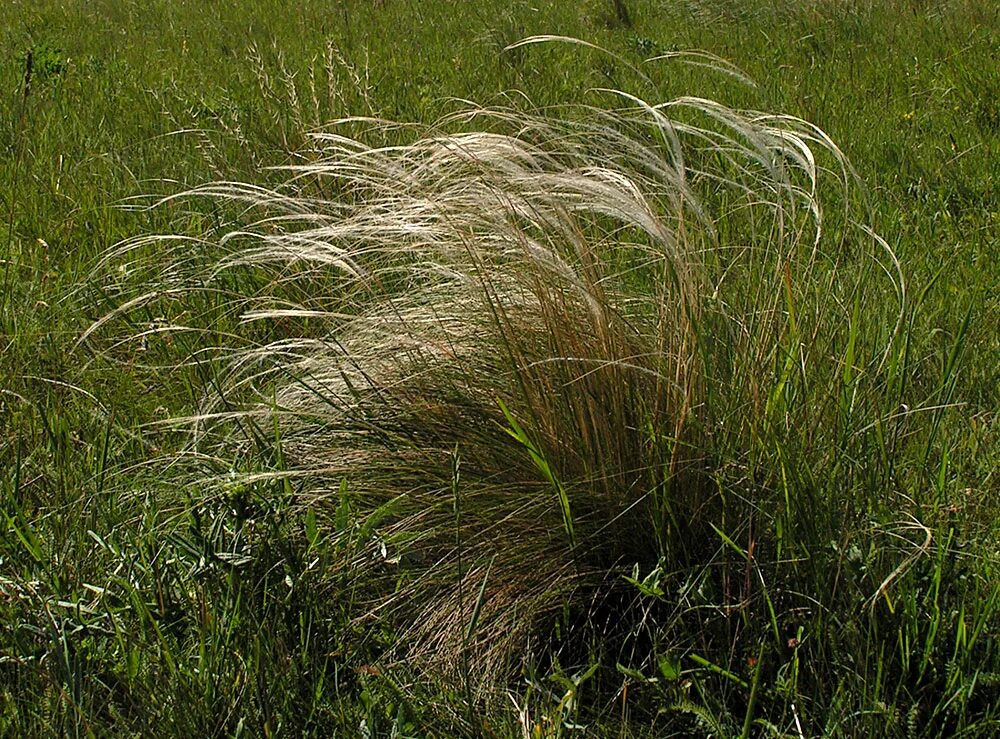 Ковыль (stipa). Ковыль перистый (stipa pennata l. Ковыль типчак тонконог. Ковыль мужской род. Ковыль.