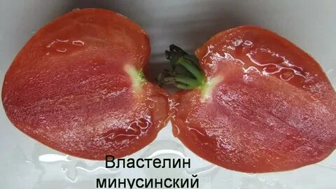 Описание томата властелин минусинский