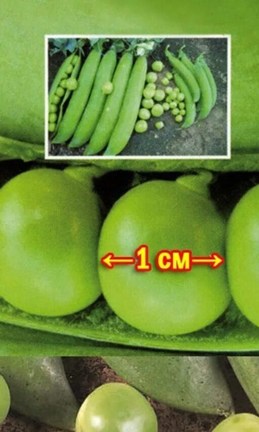 Диаметр горошины. Диаметр 1 горошины. Размер одной горошины. Семена горох русский размер. Объем гороха