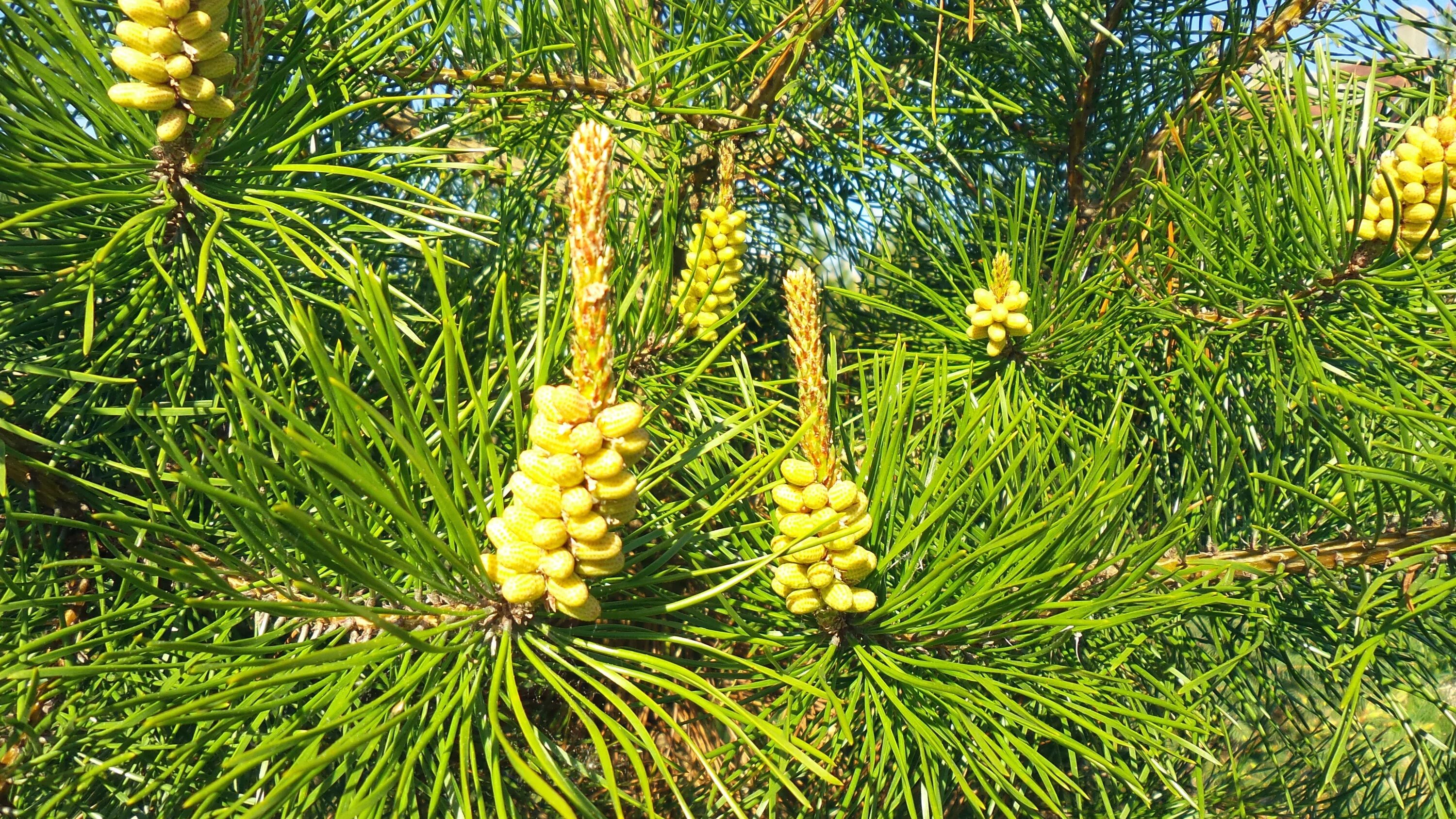 Сосны Муррея Карелия. Сосна скрученная Муррея. Сосна желтая Pinus Ponderosa. Сосна Муррея-71. Приросты сосны