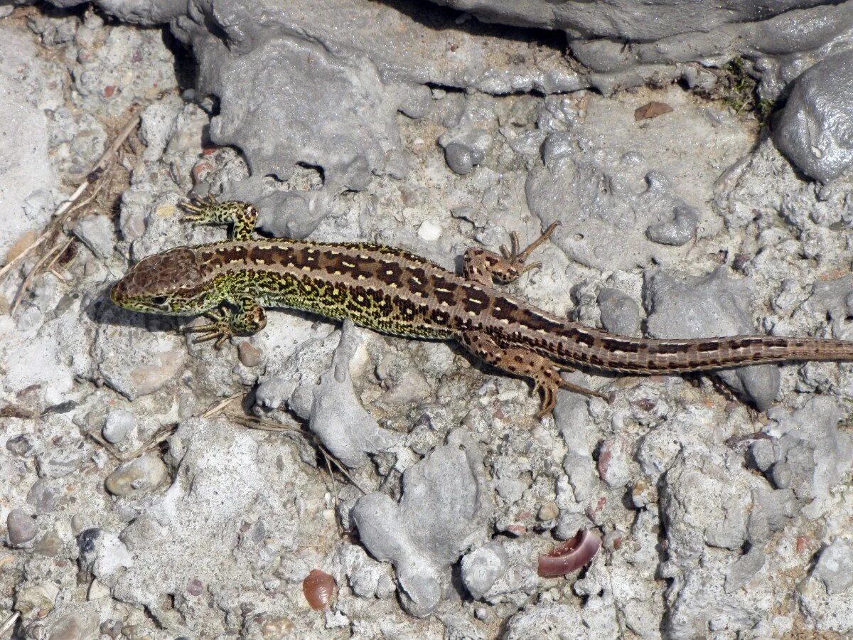 Ящерица прыткая (lacerta agilis linnaeus). Живородящая ящерица. Прыткая и живородящая ящерицы. Ящерица прыткая грузинская. Прыткая ящерица.