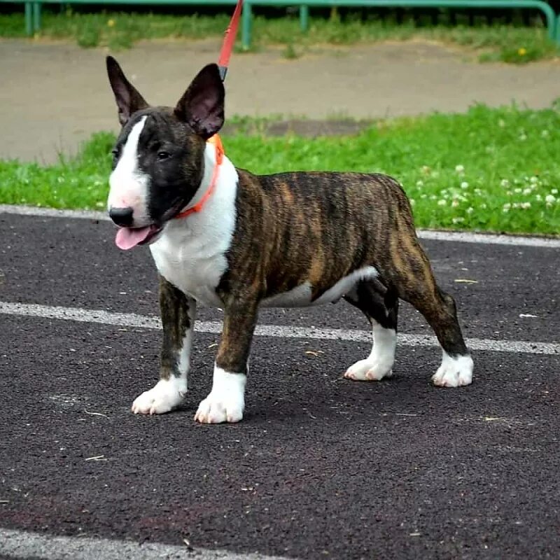 рус терьер питомник бультерьеров. бультерьер щенок. мини бультерьер москва. мини бультерьер тигровый. питомник бультерьеров.