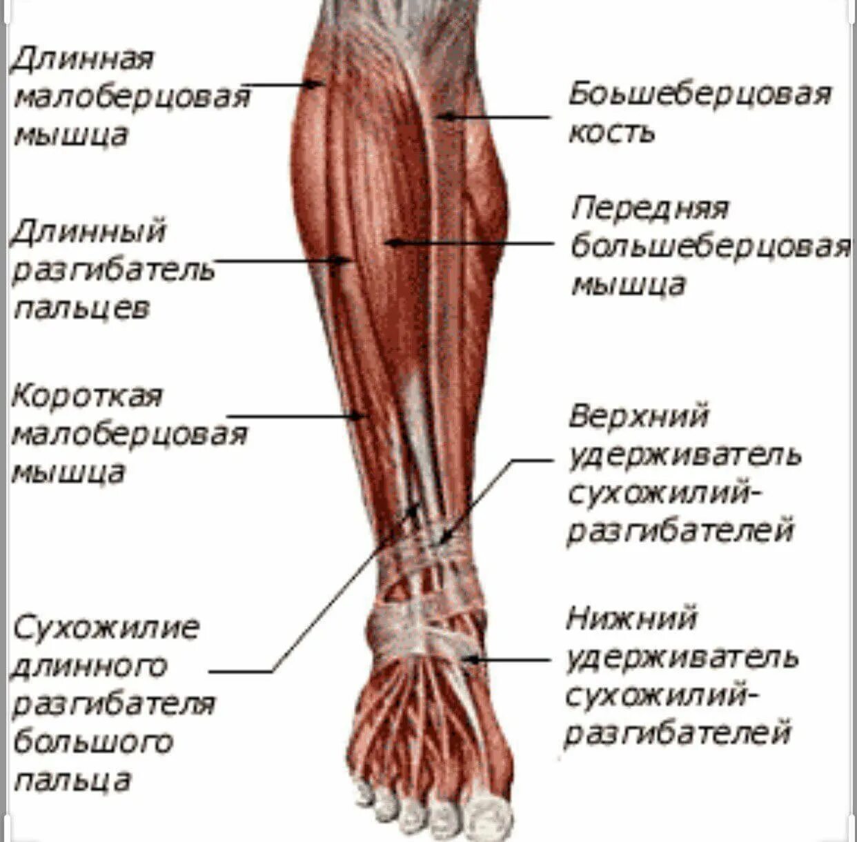 Строение ноги до колена. Разгибатель пальцев анатомия. Мышцы бедра ,голени нижней конечности. Длинный разгибатель пальцев голени анатомия. Передняя большеберцовая мышца мышца.