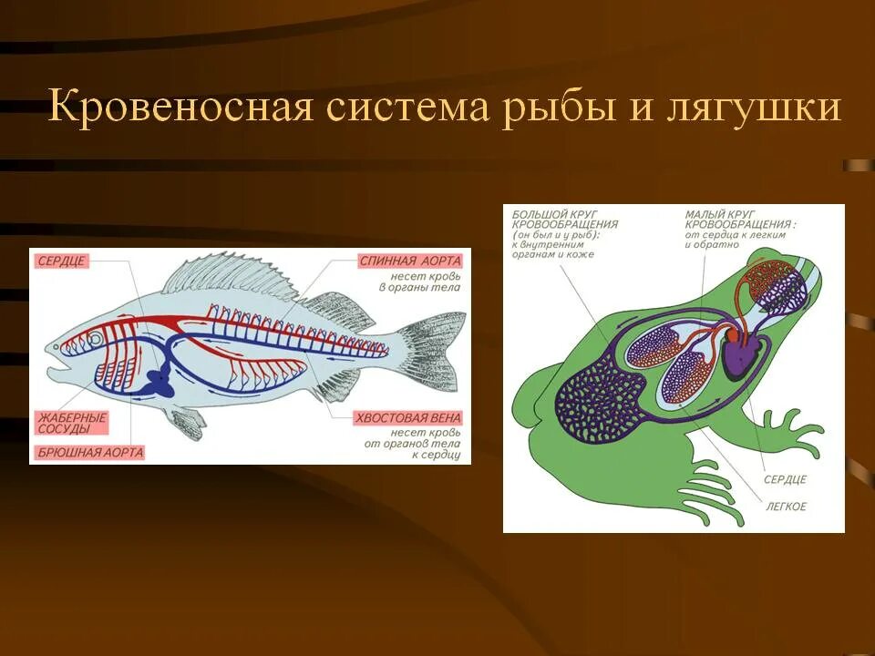 Внутреннее строение лягушки дыхательная система. Кровеносная система позвоночных рыб. Кровеносная система рыб и амфибий. Система рыбы амфибии таблица. Сравните дыхательную систему рептилии и амфибии