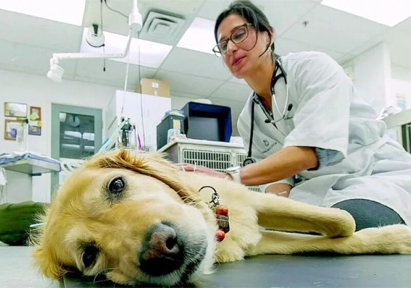 массимо ваккетта ветеринар. профессия ветеринар. профессия ветеринар. врач животных. ветеринар.