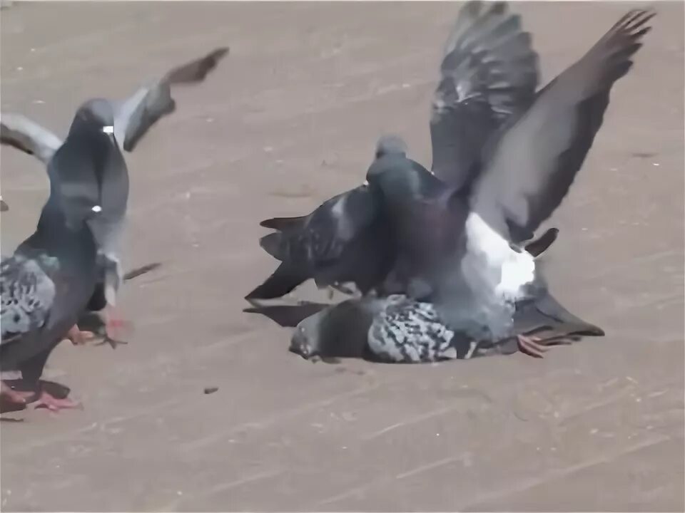 Спаривание голубых