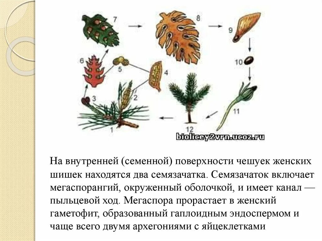 Чешуйки женских шишек. Семязачатки на Чешуйках женских шишек. Женский гаметофит шишка. На Чешуйках женских шишек расположены.