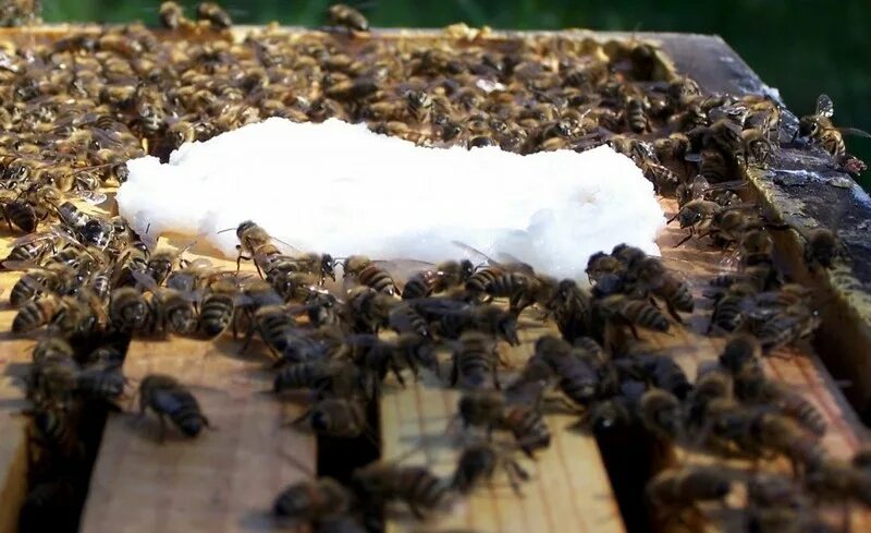 Пчелы весной после зимовки. Кормовая база пчеловодства. Зимняя подкормка пчел. Как пчелы готовятся к зиме. Как содержать пчел в сарае.