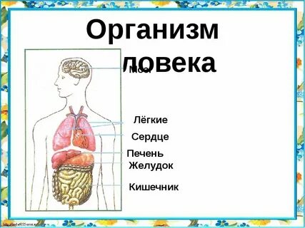 Окружающий мир 2 класс строение тела человека