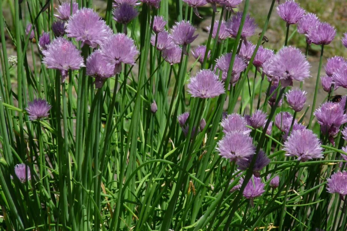 Дикий лук название. Лук скорода шнитт. Лук шнитт (лук скорода). Лук шнитт (Allium schoenoprasum). Allium schoenoprasum лук скорода.