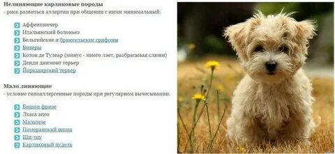 Порода собак у которых нет аллергии