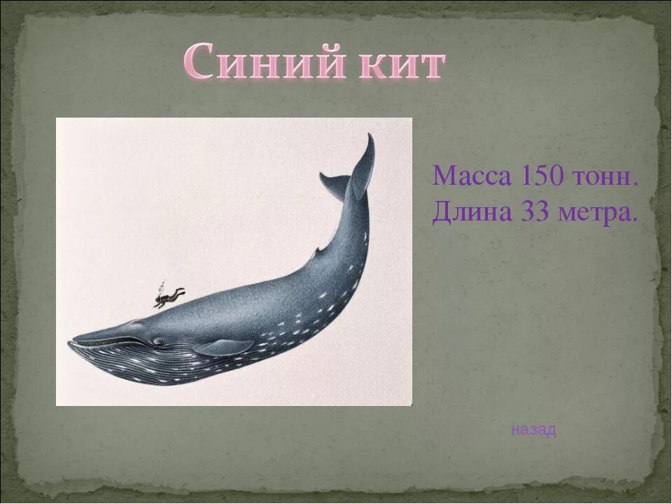 Синий кит ≈ 150 тонн. Масса кита. Синий кит вес. Кит весом 150 тонн.