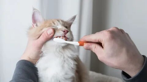 Игры зубы кошки
