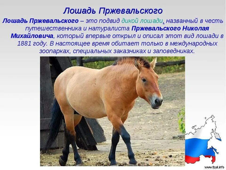 Доклад о домашних животных. Сказка о коне с розовой гривой. Конями краткое содержание. Конями краткое содержание. Арабская порода лошадей характеристика.