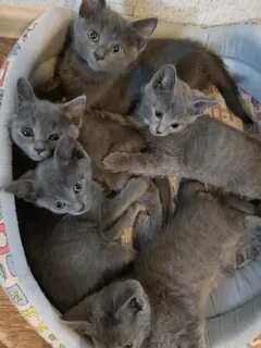 Котенок 2 месяца форум
