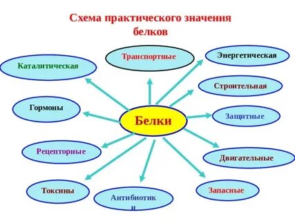 Значение белков в составе клетки