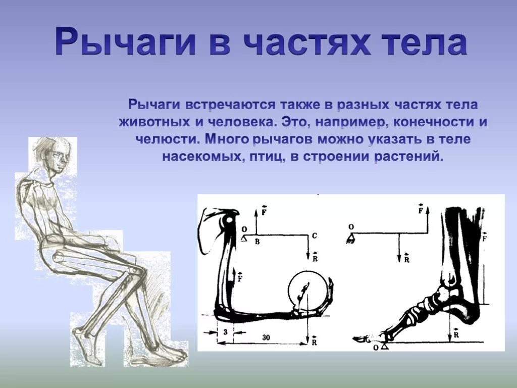 Рычаги в природе. Рычаги в технике. Презентация рычаги в технике. Рычаги в частях тела. Презентация рычаги 7 класс