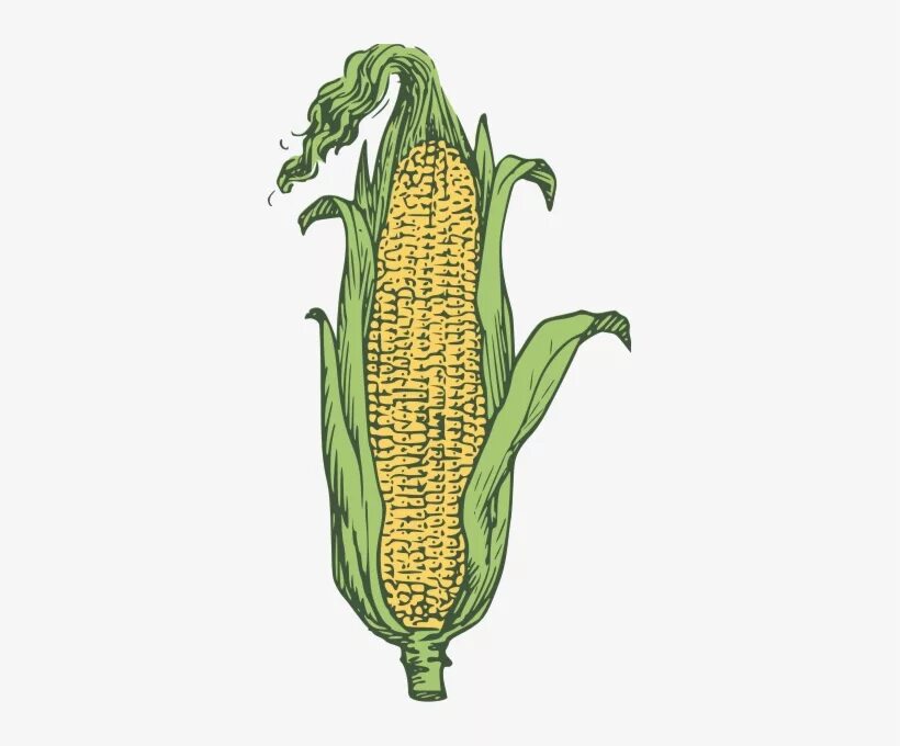 Буква початок. Кукурузный початок стилизация. Кукуруза вектор. Початок кукурузы рисунок. Кукуруза рисунок для детей.