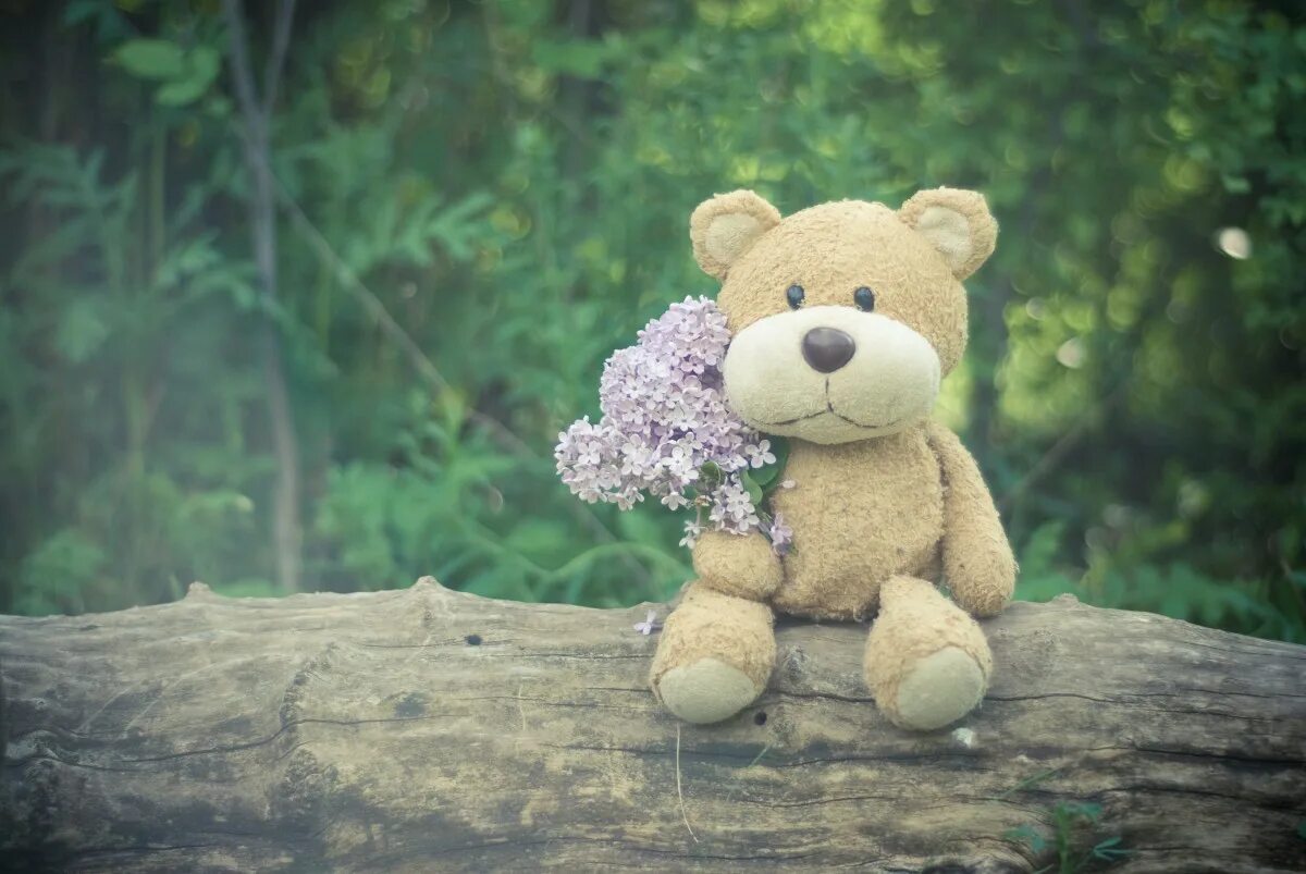 Teddy bear colors