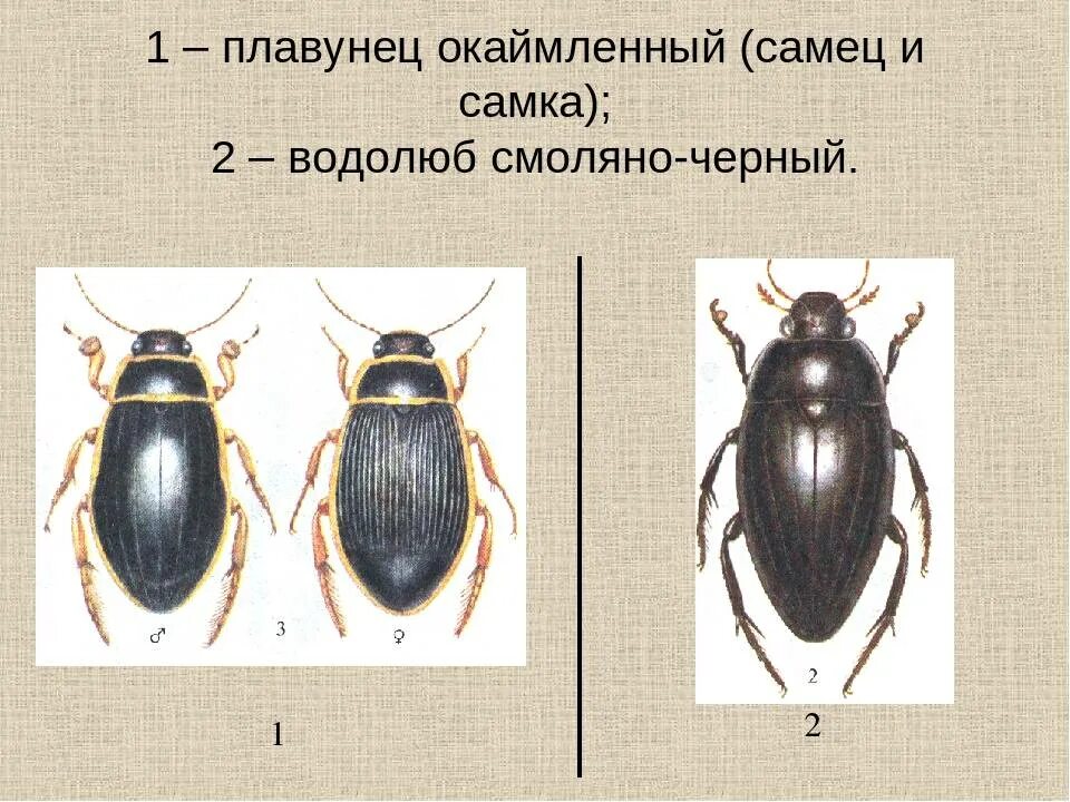 Жук водолюб и плавунец. Личинка окаймленного жука плавунца. Жук плавунец самка и самец. Питание жука плавунца окаймленного.