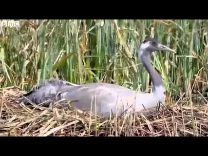 Журавлиное гнездо как пишется