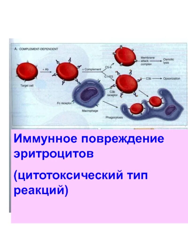 Реакции иммунного повреждения. Цитотоксический Тип иммунной реакции. Повреждение эритроцитов. Эритроциты поврежденные. Реакции иммунного повреждения i типа.